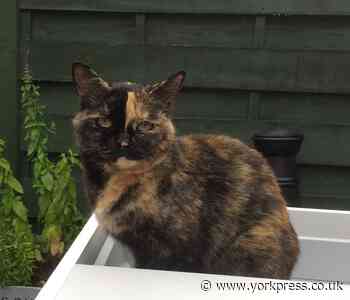 Cat left with broken leg after being shot in Full Sutton