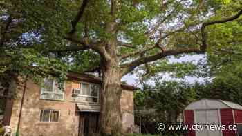 Toronto seeks to save oak tree older than Canada