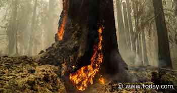 2,000-year-old redwoods survive wildfire at California's oldest state park