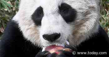 National Zoo's giant panda Mei Xiang gives birth to cub