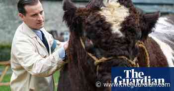 Fake moos! Why artificial cow bottoms are essential to the new All Creatures Great and Small