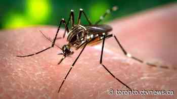 Toronto confirms first human case of West Nile virus this year
