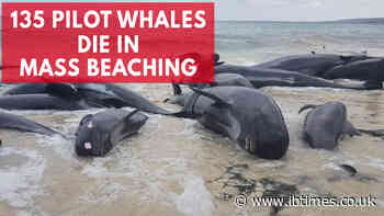 NATO exercises blamed for recent mass strandings of whales across Europe