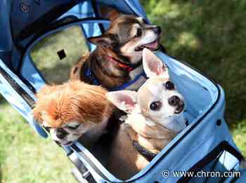 Here's how to prepare your pets ahead of Hurricane Laura