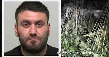 Man faces being deported after being recruited to harvest cannabis