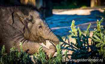 Expeditieleider (35) betrokken bij honderden olifantendoden in Congo: 30 jaar dwangarbeid