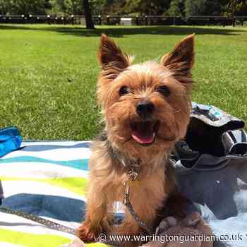 Has your pet helped you during lockdown? - Warrington Guardian