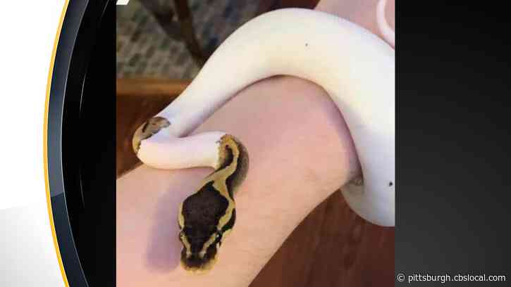 Baby Ball Python Slithers Out Of Terrarium, Goes Missing In Brookline