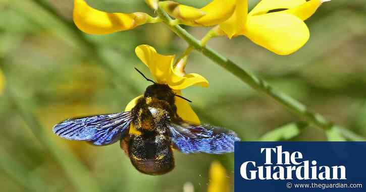 Specieswatch: violet carpenter bee – an exotic, heavyweight arrival to UK
