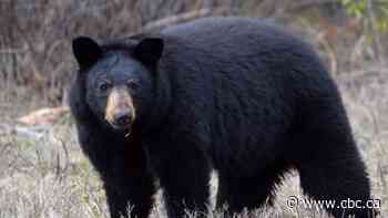 Wildlife expert says black bears hunting humans is an extreme scenario