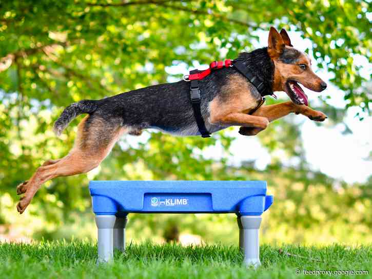 This no-pull dog harness transforms walks from stressful to relaxed — here's how it works and why I recommend it if you struggle with leash-pulling