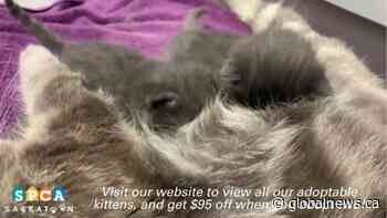 SPCA struggling to keep up with Saskatoon’s cat population