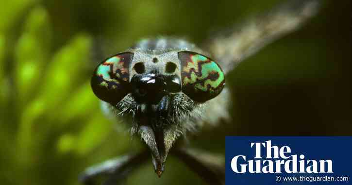 Country diary: the sharp side of inflammatory season