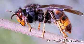 Record number of Asian hornets to invade UK from September 7 - Bristol Live