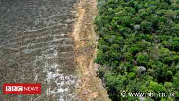 Climate change: New UK law to curb deforestation in supply chains