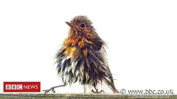 Your pictures on the theme of 'garden creatures'