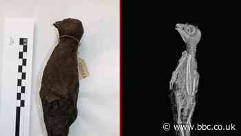 Ancient Egypt: Mummified animals 'digitally unwrapped' in 3D scans