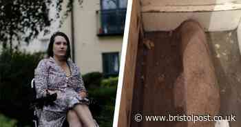 Renters find mushrooms growing but are EVICTED after they complain