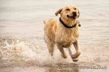 International Dog Day: Labrador most popular pooch on Facebook - St Helens Star