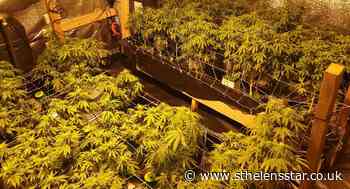 Cannabis farm uncovered in house in Prescot - St Helens Star