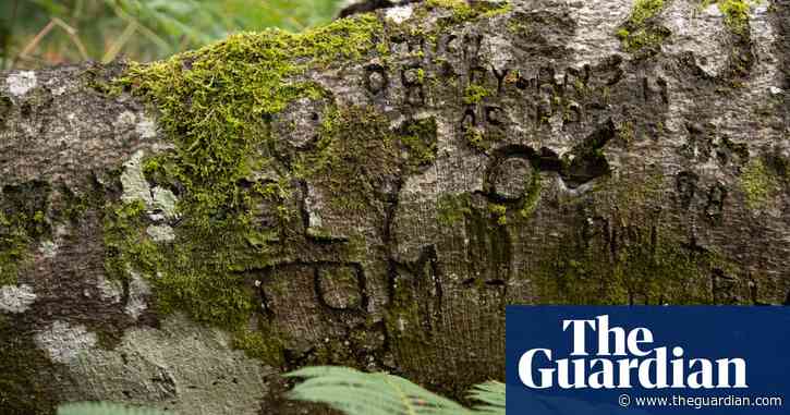 From war to 'witch marks': graffiti carved into New Forest trees reveals past lives