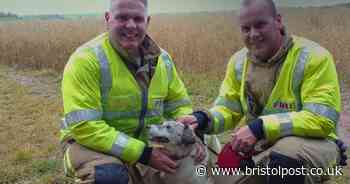 Dog rescued from embankment
