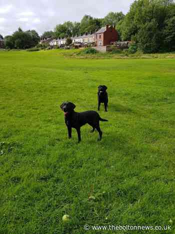 Dog missing after being swept away in Eagley Brook