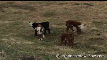 Beef Cattle Research Council offers feed cost calculator and regional trends - Lethbridge News Now