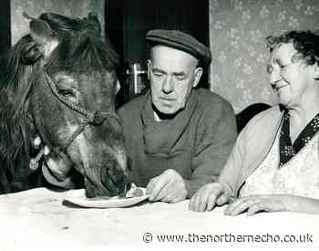 Pictures: County Durham's beloved pit ponies - The Northern Echo