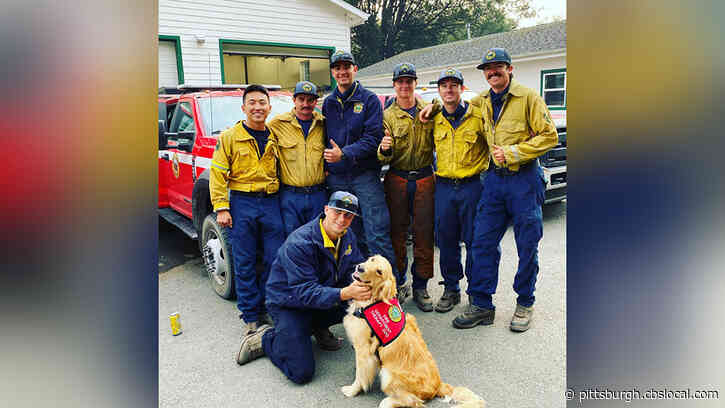 2-Year-Old Golden Retriever Helps Comfort Firefighters Battling Wildfires