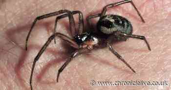 13 ways to get rid of spiders in your home