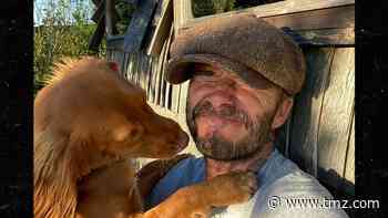 David Beckham Posts Photo with New Family Pooch for Int'l Dog Day