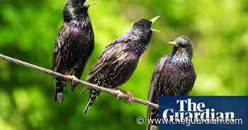 Why do birds sing? Because they’re all on drugs