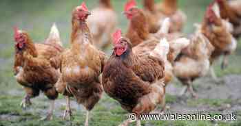 PETA campaigners attack plans for 110,000 chicken farm