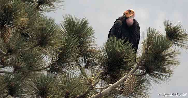 Fate of California condors unknown after sanctuary burns in wildfire