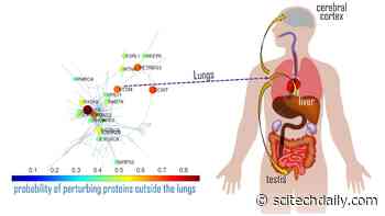 COVID-19 Impacts Some Organs, But Not Others – Here’s Why