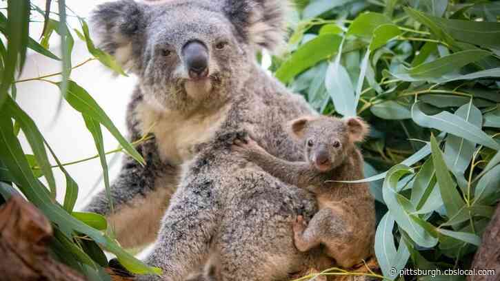 Cleveland Metroparks Zoo Welcomes Adorable Koala Joey
