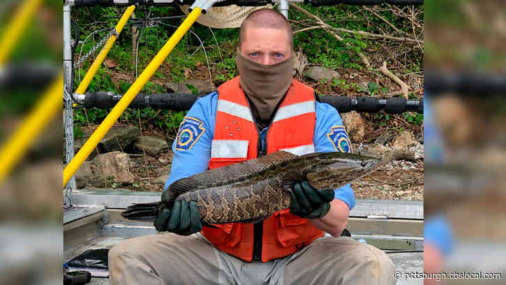 Invasive Species Known As ‘Frankenfish’ Spotted On Border Of Pa.
