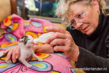 ‘Wonderkitten’ Laki kwam levend uit de buik van haar dode moeder - en het gaat steeds een stukje beter