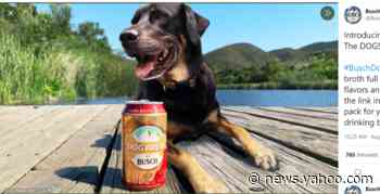 Busch is making beer for your dog now. Can you drink it too? ‘Suuure,’ company says