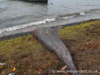 'It's heartbreaking': 18 dolphins wash up dead in Mauritius weeks after oil spill
