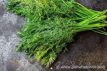 Il finocchio selvatico: scopri i segreti di questa erba aromatica - NonSoloRiciclo