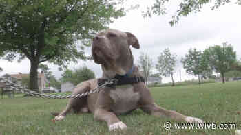 After more than 500 days at the SPCA shelter, pit bull finds a home