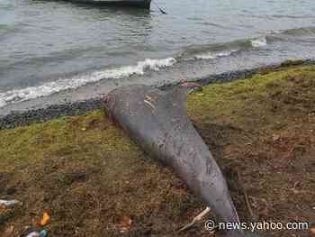 ‘It’s heartbreaking’: 18 dolphins wash up dead in Mauritius weeks after oil spill