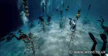 This seabed coral farm is trying to save our reefs from extinction