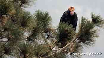 Fate of California condors unknown after sanctuary burns