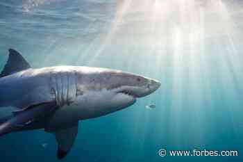 A Fifth Great White Shark Has Been Detected Off Rhode Island! - Forbes