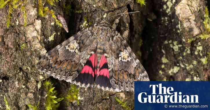 Underwing and a prayer: Moth Night spotters hope for a flash of fuchsia