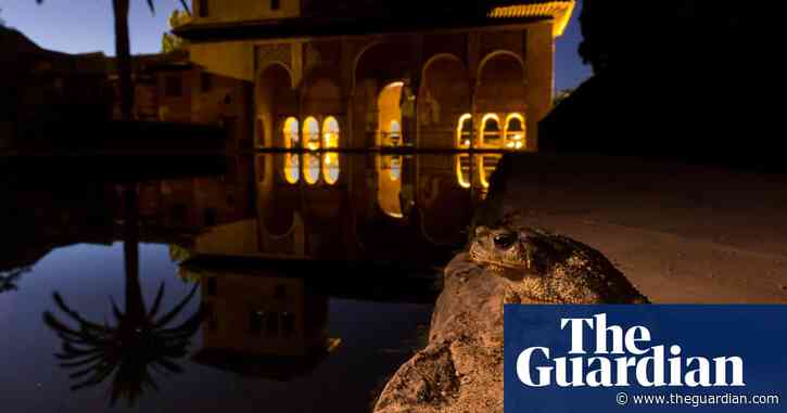 The amphibians of Alhambra – a photo essay