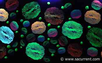 Bihl Haus Arts Exhibit Depicts Impacts of Climate Change Through Hottest Decade in History - San Antonio Current